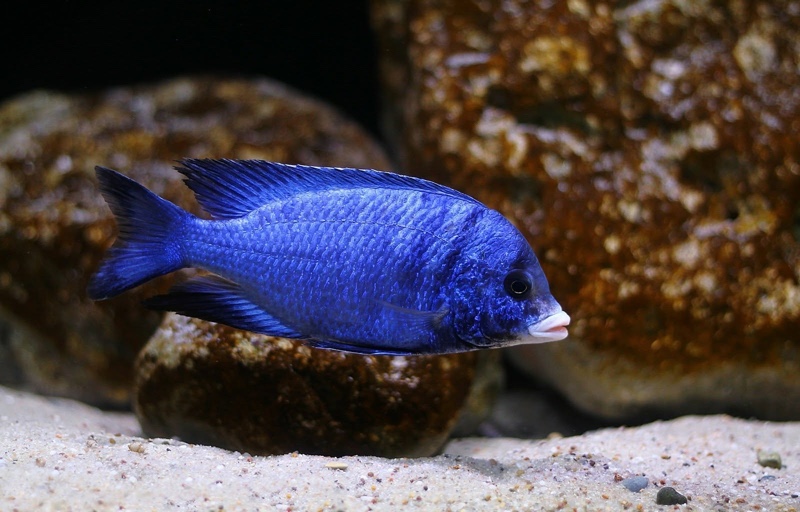 Placidochromis phenochilus 'Mdoka Reef'